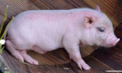 Paradise Valley Farm is having an End of Summer Pig Sale. Half off all neutered males. All ages- Some w. Blue Eyes! Prices range from $700-$900. If interested please contact Animal Sales by calling 706-348-7279 or emailing [email removed]. More