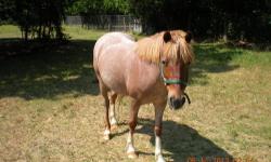 I HAVE A 3 YR OLD MINI BAY STUD
HE IS AN AWESOME MINI PONY. MY SON HAS OUT GROWN HIM. HE NEEDS A NEW PLAYMATE. HE SADDLES WELL BUT IS A LIL STUBBORN BEING A STUD.
CAN TEXT PICS 254 229 2517