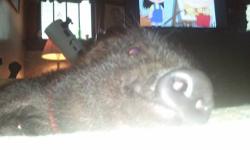 I have an 8 week old mini pot bellied pig really cute comes with cage harness and leash. NOT FOR EATING. just got a new job and have no time to take care of the piglet. It is litter trained. very sweet loves to root but either has to be in fence or on