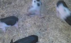 Playful loving pets. Easy to train. Very smart.
I have white, spotted, and black and white. If you don't see one in this litter there will be more on the way.
I require a nonrefundable 50 dollar deposit to hold the baby of your choice.