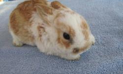 Mini Rex Bunnies Available
Two babies will be ready the week of Dec. 17, 2012
1 Tri-Color Female
1 Magpie Female
$30 each
Male Black Otter Mini Rex who was born late September. He is very nice quality. He comes with a partial pedigree. (Sire's side is