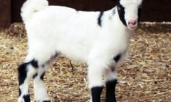 Paradise Valley Farm, located in Cleveland GA, has some adorable Mini Silky Fainter goats for sale! Bucks & Does! Different coloration's! Prices range from $450-$900. Visit our website for more pictures and information