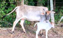 This handsome little zebu bull was calved on 6/2/16. He is a purebred zebu. We bought his dam as a bred cow last year. He is the last pure zebu calf that we are expecting. He can be started on a bottle is a purchase agreement is made before he is two