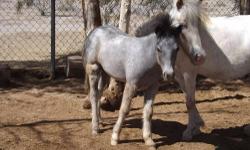 ADORABLE MINIATURE APPALOOSA COLT
DAM IS HOMOZYGOUS APPALOOSA ...
SIRE IS A BLACK LEOPARD APPALOOSA.....BOTH ARE PICTUREd BELOW...
WILL TRADE FOR MINIATURE REGISTERED APPALOOSA MARE
colt is Ee, aa, LP/lp
will trade for registered TRUE bay mare...
He is
