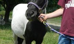7 year old black and white miniature paint mare. We have used her as a broodmare so she is not broke to ride, but does lead and load. Not registered. Really sweet beautiful mare. Only selling because its time to reduce the herd.
