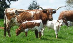 I have a mated pair of Zebu for sale! I am sure she is pregnant ( though no vet exam) I saw the breeding and she never went back into heat. Her and the bull are pasture buddies. He is timid and safe, so long as he is not around another bull. He can get