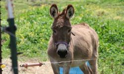 Please meet "Danny Boy". He is a four year old Miniature Donkey Jack. We are needing to downsize our herd. Danny Boy can be registered. Paperwork is available. He has just had his feet trimmed and is ready to go. He is a dark brown/black color and approx.