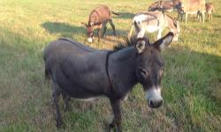 Mini Jenny Donkeys
Very gentle
Red sorrels and chocolate
8, 12, and 15 years old.
All registered
Priced to sell to good homes
$250.00 to $300.00
1-765-886-6174