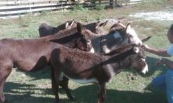 Hello I am selling some of my mini donkeys. I am only willing to sell them in pairs of 2 so that they won't be alone. I'm asking for 500 dollars for 2 of them. I have various colored ones (browns, greys, blacks, spotted). They are roughly 2-3 years old in
