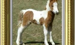 Looking for a miniature horse cart (preferably Meadowbrook but will consider others) & leather harness. Please contact Rosene @ (585) 526-4736, best time to call is before lunch & in the evening. No Sunday calls please.