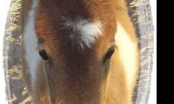 Ribbon is a flashy pinto miniature horse colt. I'm not sure what his base color is! Could be black, bay or buckskin! He was born, April 14, 2013. He will be ready to go to a new home by end of July. He is a bold, friendly and frisky fella! He will make a