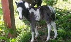 Registered Black and White Miniature horse filly. She has blue eyes and is homozygous for pinto. She will mature around 32 inches. You don't get any better than this.