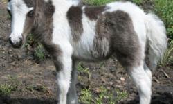 Miniature Horse Foals Available!
Stallions are 29" and 30"
Majority of mares are 32" or under
Prices are always reasonable
(which is why I always run-out)