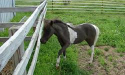 ROYALE LEGENDS BEAUTY REINS SUPREME is an AMHA/AMHR registered black & white pinto filly foal date 4/7/2014 sired by Impressible Titans Dyno Mite (AMHA/AMHR bay homozygous stallion.) Her grand sire is Another Dimension Dubs Titan who is a Reserve World