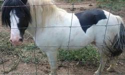 For Sale Miniature Horses $300.00 Stud black and white, blue eyes, gelding dark brown $250.00, and three bred mares $400.00 each all broke to ride. Can call 270-860-8235 please leave message if you don't get hold of me I'll get back with you as soon as I