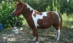 7 year old miniature pinto mare for sale. She is an easy foaler and is easy to keep. She will make a great addition to any breeding program. She is AMHA registered and is 33" tall. She is a granddaughter of Bond Snippet. See our website: