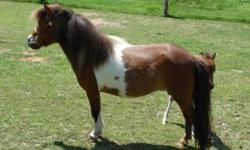 Maple View Lady Guinevere ~ Petite bay pinto, approximately 31?, foal date 4/6/2007 with Hemlock Brooks, Flying W Farms, Dell Teras, Soats & Bond bloodlines. She will be bred by Little Kings Psych Me Up for a 2015 foal. His sire is Little Kings Psyched Up