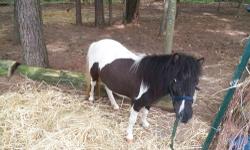 Very Sweet and small Paint Mare Mini, If you are looking for a mini horse to add to your family, this mare would be great. She is proven, I have let her get pregnant one time. She delivered with no problems. For more info call or text 843-337-7799