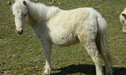 Palomino yearling stud colt $150, Coming 2 years old in August paint stud colt $100, 7 year old black/white paint mare $250, paint mare with 3 week old paint stud colt $350.