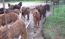 Miniature horses for sale. We have a variety of sizes, age, and gender. Studs starting out at $100. Prices are negotiable on choice and quantity. Please contact at (985)748-9927 for more info/pictures.