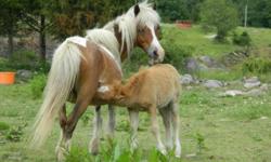 Selling out of our miniature breeding program. We have a black and white paint mare 36 inches tall for $200. Sorrel and white paint mare with her 2 month old sorrel/palomino stud colt for $350. Brown and white paint mare with her paint filly for $350.