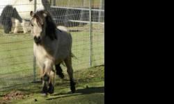 QUALITY MINIATURE HORSES!
Buckskin stallion, Winterflower's Ropin the Wind, foaled 04/25/2006, height 33", DNA tested, AMHA & AMHR registrations. $500
Black & White pinto mare: Winterflower's Summer Breeze, foaled 06/30/2003, height 32", parentage