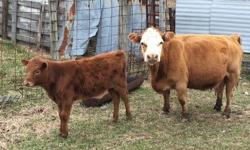 We currently have 2 heifer calves and 2 bull calves that are 1/2 miniature jersey for sale. They are sired by miniature jersey bulls. They are out of zebu or crossbred mini cows. Heifers are $1500 each and bulls are $750 each. For more info visit our