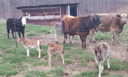We have three heifer calves and several bull calves that are a cross of miniature jersey and miniature zebu. These are excellent for small and/or beginning farmers. This cross is hardy, heat tolerant, disease and parasite resistant. They are more