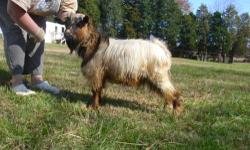 FOR SALE:
Miniature Silky Fainter proven buck. Born 2/28/11. He is out of Scape Goat Ranch Cinnamon and Blessed Assurance Spiced Rum. He also is from Sol-Orr bloodlines. He is myotonic with control and is very serious about his ladies. Beautiful skirting
