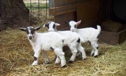 Adorable pets, great brush eaters, and also show quality fainting goats available. Price varies depending on what you are looking for. For pictures see website Rosebudminis.com. 7 month old bucklings and doelings available at this time, all show quality
