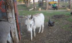 Miniature Brown & White Spotted Jack Donkey
11 Months Old
This Little Guy Will Be Small- His Parents Are Both Not Over 30 Inches !
The Mother(Gray Dunn) & Dad( Brown & White Spotted) Pictured Also Below !!
Can Be Registered !
Call or E-Mail for More