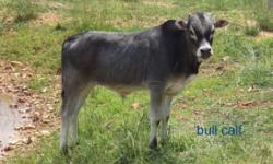 I am selling all of my miniature Zebu cows. I have 2 cows, a 5-6 month old bull calf, a 2 year old bull and a 5 year old bull. The cows are bred and should deliver in September and December. The bull is about 35 inches tall and the cows are about 36