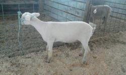 sunwoods u bet im top shelf/topper is a 2005 easy to handle 29'' palomino pinto he is out of sire lucky four black velvet shadowbuck and dam flying w farms winter hawk nice little stud call for more info ask for chris 440-983-7939 thanks for looking just