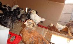 We have beautiful hens and roosters of many kinds: Barred Rock, Buff Orpington, Rhode Island Reds and a few other breeds. What you will be purchasing may be pure breed or mixed breed chicks. They are all great egg layers or meat birds.
One day old