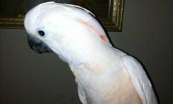 8 yr old moluccan cockatoo for sale with cage and large play stand food and bedding and toys incl. good feather and friendly quieter than most cockatoos I?ve heard but has his moments I?m moving to a small apartment and unfortunately can?t take him