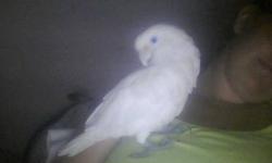 I have a moluccan cockatoo i am looking to re-home. Family is having medical problems and we are unable to care for her the way she should be. Very sweet has no preference between men or women, talkative, and not a biter.