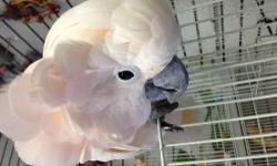 Hi i have moluccan cockatoo 2 years old, tame very sweet perfect feather condition and health talks a lot for more inf please call or text me at 646-543-6296 thanks