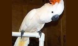 Beautiful Moluccan Cockatoo to good home. Tame, friendly and sweet. Very healthy, on fruit, nut and pellet diet. 2.5 years old. Speaks a few words and sentences, still learning. Dances, sings. Generally quite, but can get loud, if not given enough