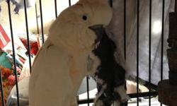 moluccan cockatoo...Unknown gender..hand raised & fed. Great personallity & needs attention. Loves people & dances,whistles,mimicks.& sings. Will include huge cage paid $1500 new.
