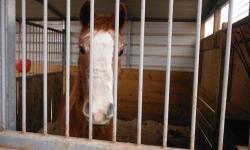 Morgan - Honey - Rider/video - Large - Adult - Female - Horse
Name: HONEY
Approximate Age: 13
Sex: Mare
Breed: MORGAN
Color: SORREL
Rescued From: Surrendered over by owner during seizure with Humane Society
More Info: VIDEOS: