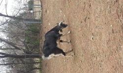 I have a milk goat Nubian alpine cross with buckling on side. Both are friendly she will let you milk her. I thought I'd want to milk but I changed my mind. Will sell baby seperatly as bottle baby for 50$