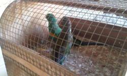 Young Pair of Mulga aka many color parakeets. READY TO BREED Serious people only. Price if firm
This ad was posted with the eBay Classifieds mobile app.