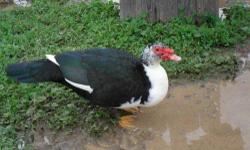 Texas Muscovy Duckings with Mom Available
60 ducklings (1 day to 2 weeks old) at $5 each (minimum order of 3). Full grown ducks and drakes are also available for $30 ea.
We have now had several generations of Texas ducks which have been fertilized,