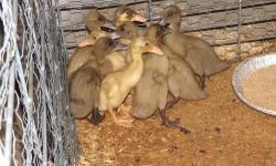 WE have Muscovy Ducks for sale 1 Drake 2 Ducks. Muscovy ducks are known as the "quackless ducks" . These are all old enough to lay and have been laying