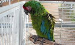I Have to sell my Male Buffon Macaw. He is a Proven Producer. Lost mate and Needs another one. He is great feather and needs to have a new home. He is about 20 years old. Perfect Breeding age. This is Not a Military. He is much Larger!
Please call if
