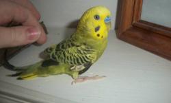 Mustache Parakeet for sale. Comes with cage $150 price is Firm!
Please call (859) 262-0660. Thanks:)