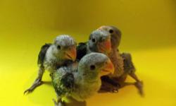 Moustache Parakeets. $500.00 Each
These babies are 7 weeks old
Hand Feeding Is Required At This Time
Three Babies Available...