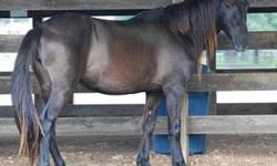 Mustang - Cheyenne - Medium - Adult - Female - Horse
Name: Cheyenne
Rescue ID: TbarH083
Breed: Mustang
Gender: Female
Color: Bay
Age: Adult
Description: Imagine looking out your window and seeing the silhouette of a beautiful mustang running through your