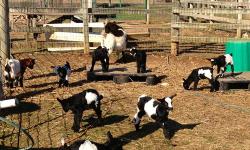 They are mostly black and white and some of them are very flashy! We have one that is tri-colored brown-white-black. They all have horns and we have quite a few with gorgeous blue eyes.
All of our goats are handled many times a day and are "very"