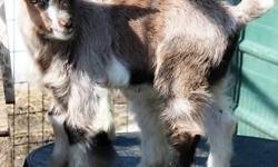 I have two myotonic fainting goat doelings available for sale. I am in Canada and put a deposit down on the goats before I realized I would not be able to import them. And now they need new homes. For those interested I will forward your information on to